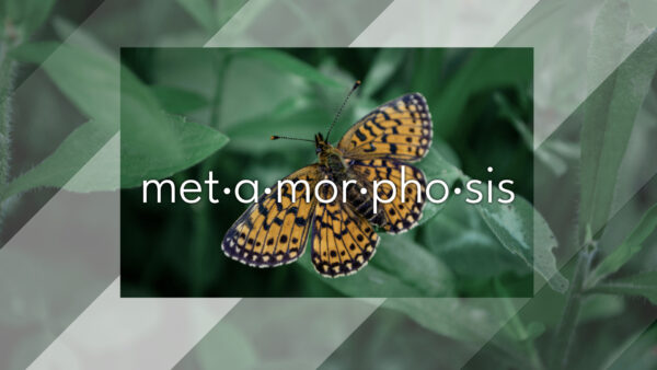 Metamorphosis